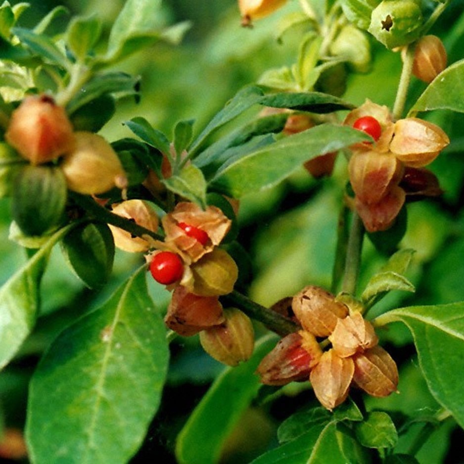 Ashwagandha for Stress Relief