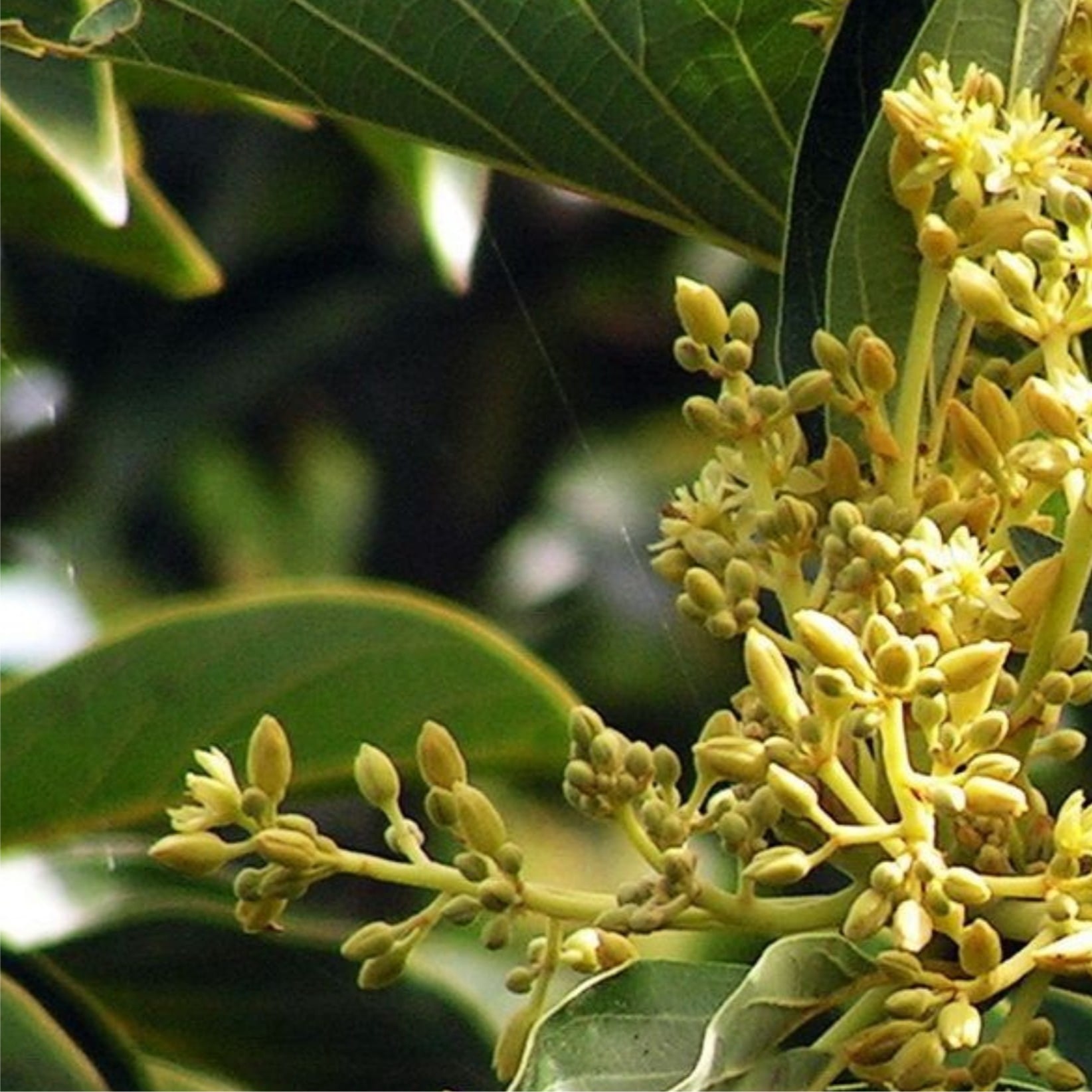 Muira Puama for Male Enhancement