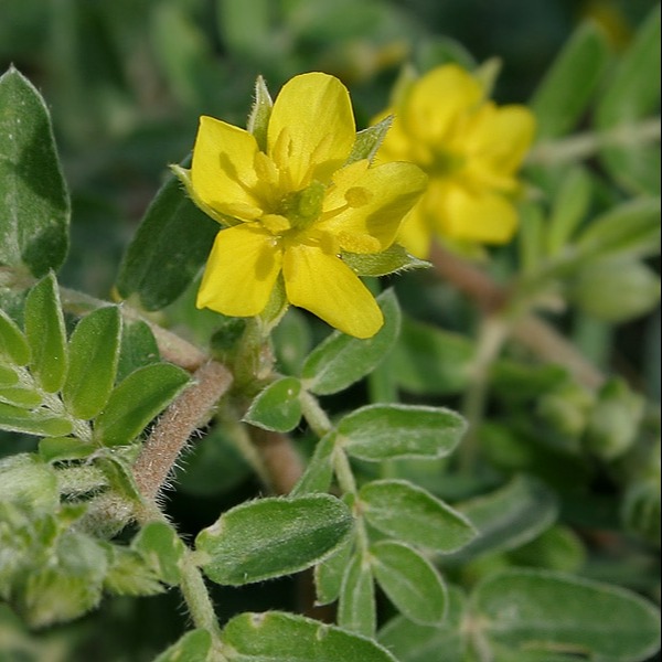 Tribulus Terrestris for Testosterone